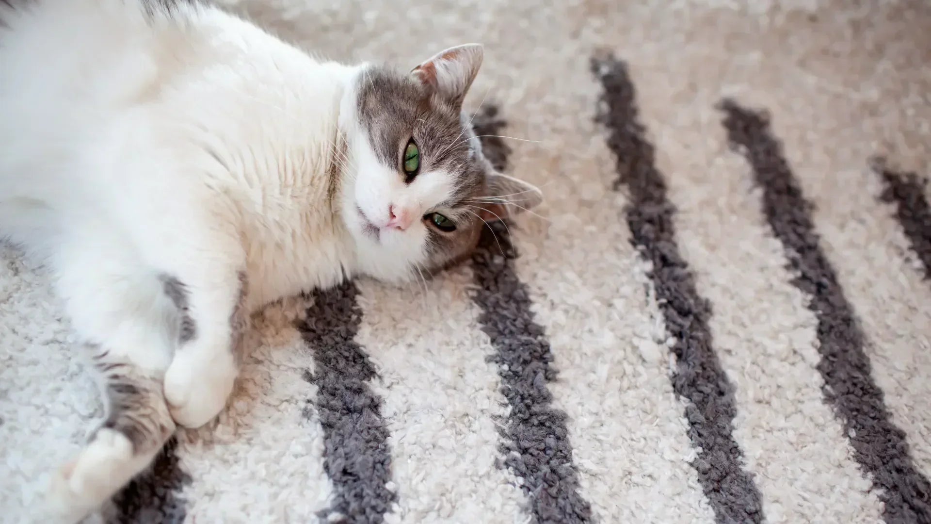 Best Rugs for Cats: The Purr-fect Guide
